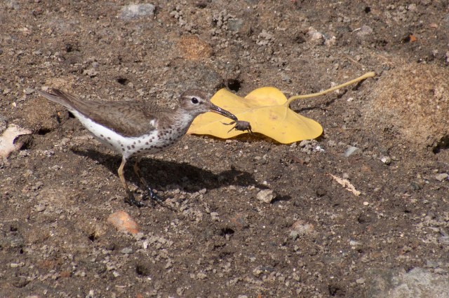 spotted-sandpiper