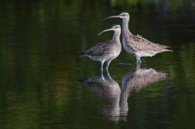 whimbrel