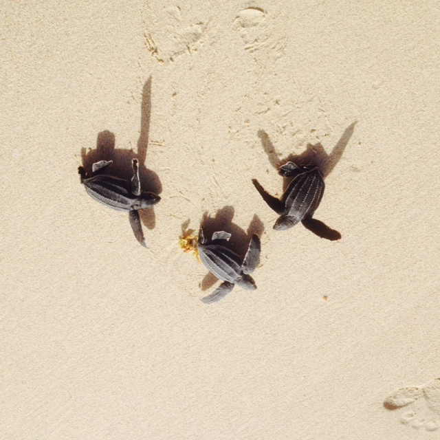 St. Maarten Nature Foundation Sea Turtle Watch Group Records First ...