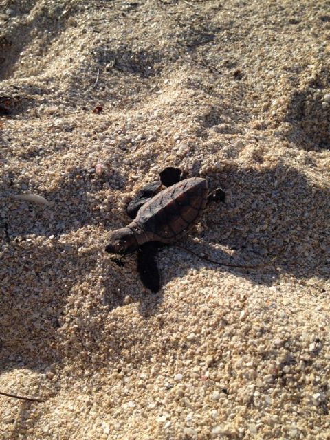 150 baby Hawksbill Sea Turtle Hatchlings Hatch from Nature Foundation ...