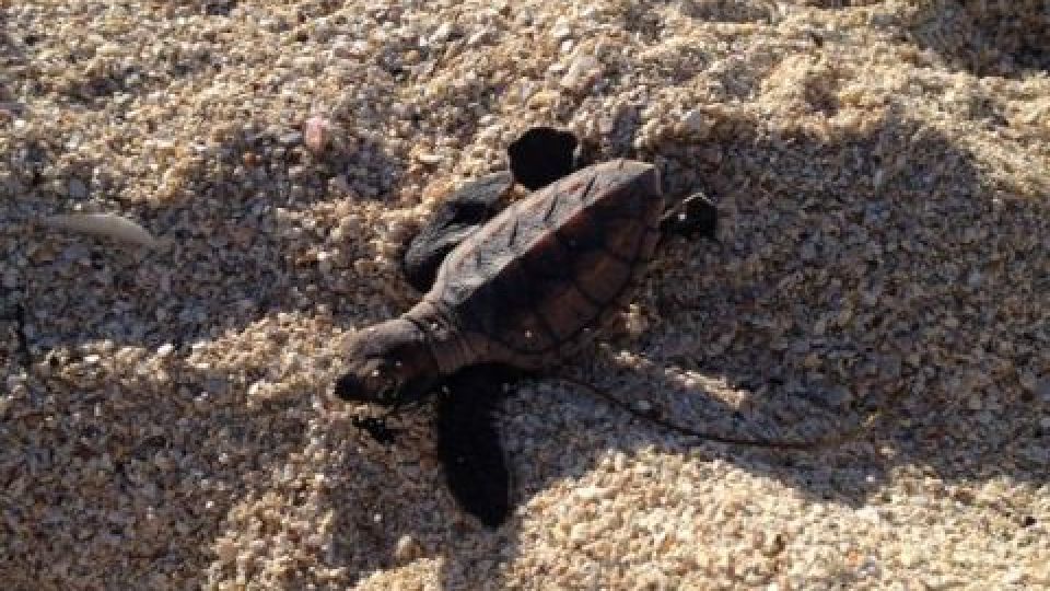 150 baby Hawksbill Sea Turtle Hatchlings Hatch from Nature Foundation ...